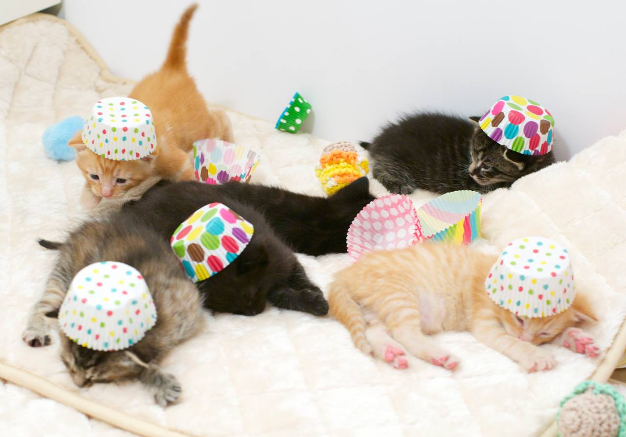 8 котят у кошки. Котята Cats Party Birthday. Игрушки для кошек на день рождения. Сумасшедшая вечеринка на день рождения. Кошка с котятами своими руками из ткани.