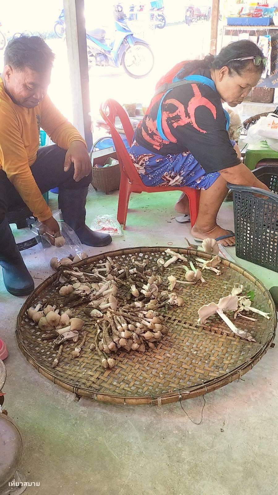 ต้มยำไก่ใส่เห็ดโคน ของดีที่หนึ่งปี มีครั้งเดียว - 