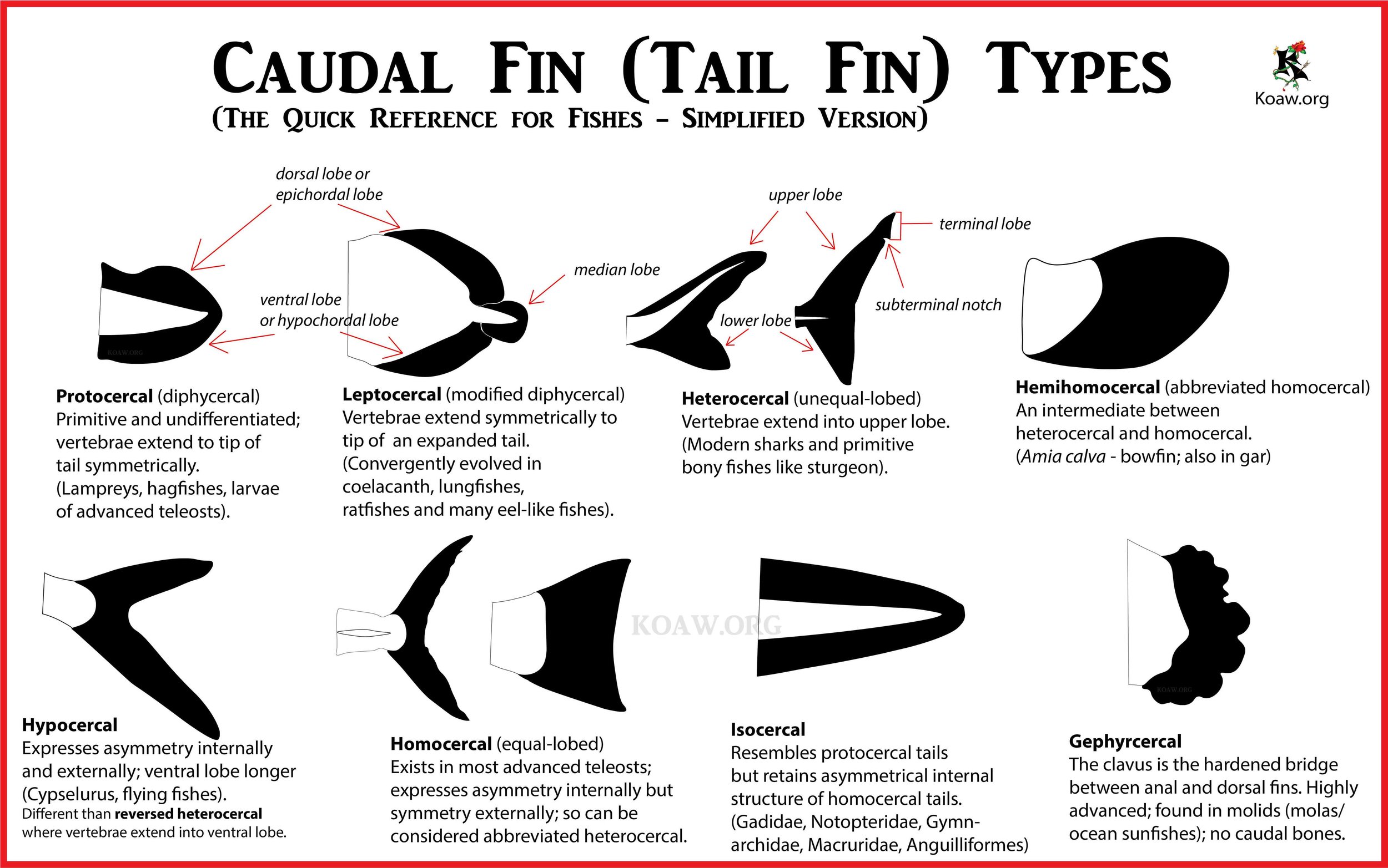 Fin de перевод. Types of Shark Tails. Tail fin. Tail fin Shapes. Tail fin Shapes function.