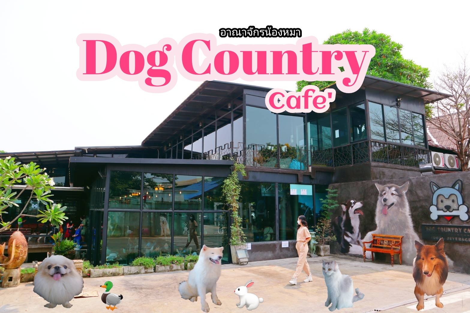 [SR] Dog Country Cafe คาเฟ่น้องหมา pantip