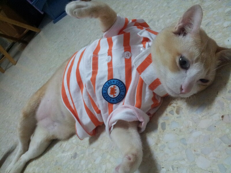 แมวขี้อ้อน......เกินไป....แก้ไขยังไงดีครับ - Pantip แมวขี้อ้อน......เกินไป....แก้ไขยังไงดีครับ - Pantip