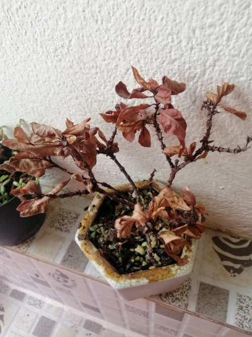 Cây của tôi đã chết. Liệu có cách nào để cứu sống nó không? - Pantip