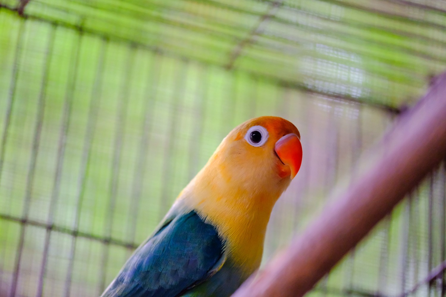 รีวิว พาไปหาซื้อนก Love Bird กันอีกครั้งที่ โครงการเลี้ยงนกสวยงามเพื่อการจำหน่าย  ที่สัตหีบ ชลบุรี - Pantip