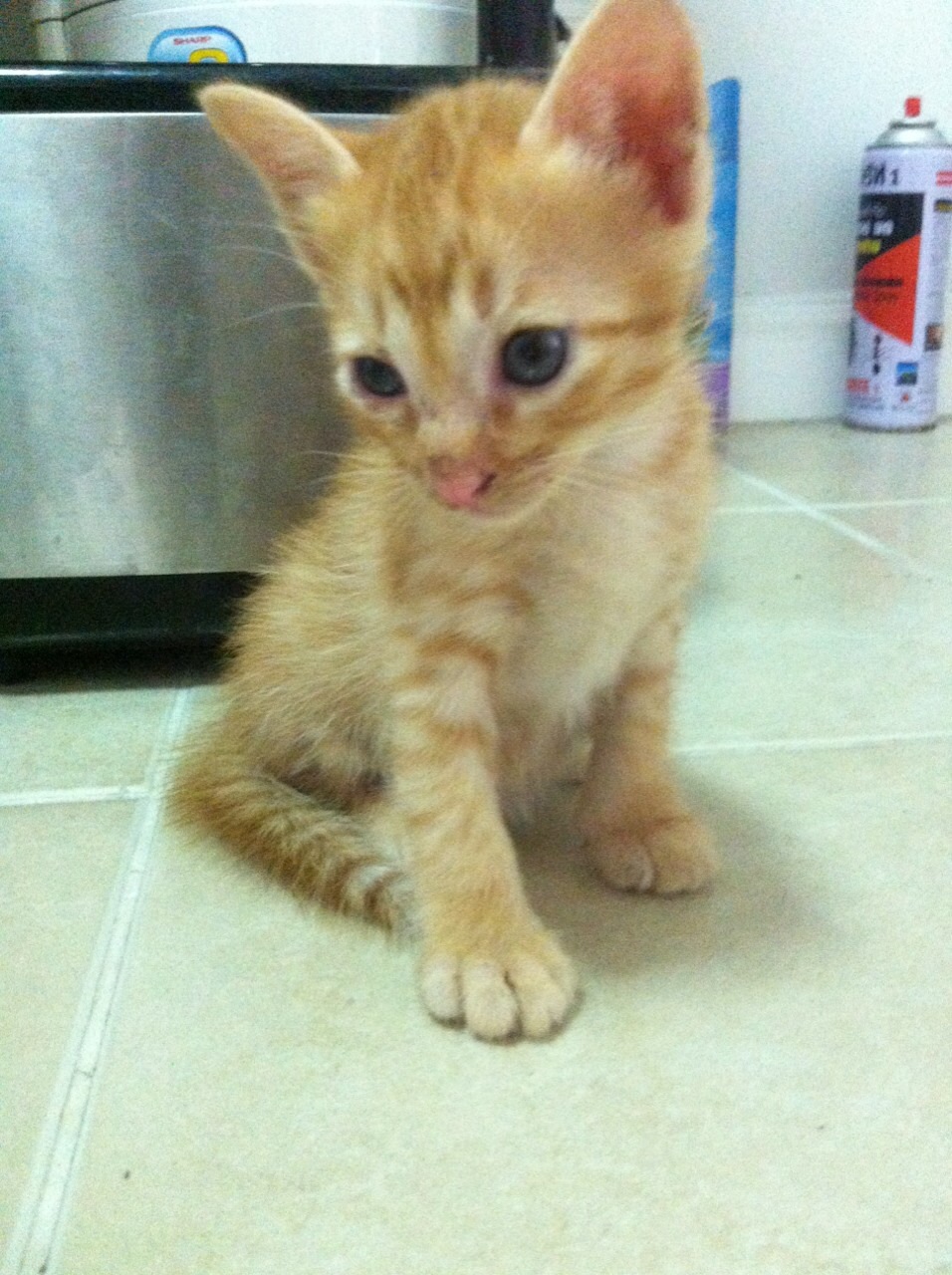 เร่เข้ามา!!!.....หาบ้านให้ลูกแมวไทยน่ารักๆ 3ตัว วัยกำลังซน 1 เดือน - Pantip