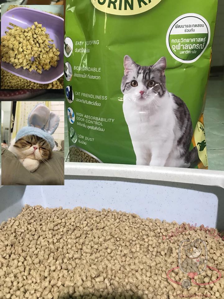 kit cat อาหาร แมว pantip online
