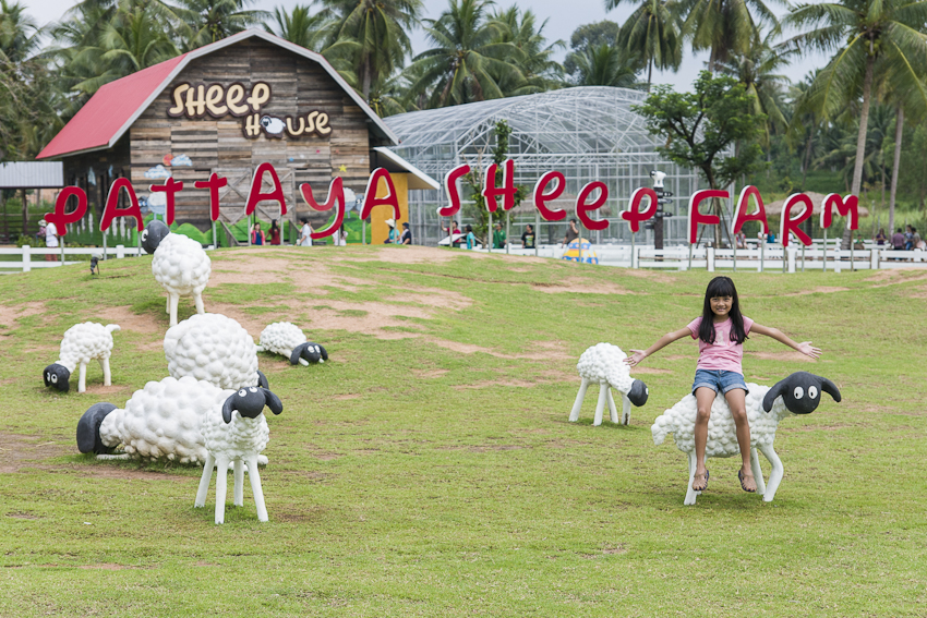 Pattaya Sheep Farm
